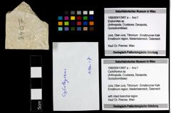 Foto (Objekt + Etiketten) von Cyclothyreus sp. 